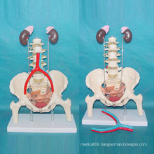 Female Pelvic Muscle with Renal and Inferior Vena Arteriovenous Medical Anatomy Model